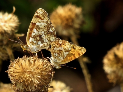 Mating pair