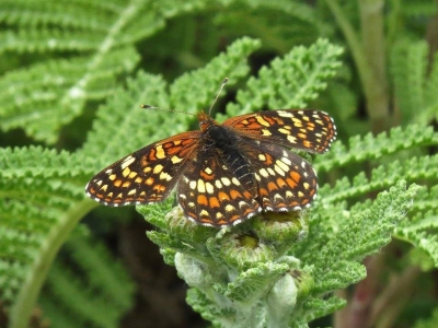 Northern Checkerspot, female *