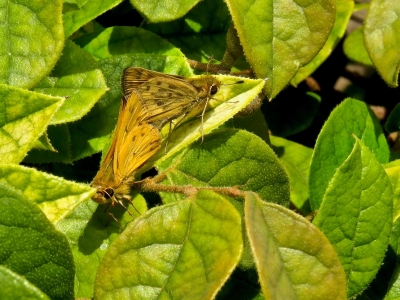 Mating pair *