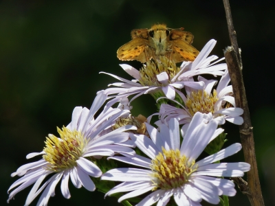 Female, from below *