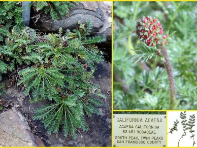 Acaena pinnatifida var. californica