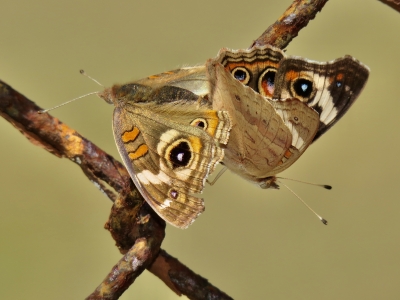 Mating pair