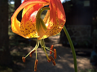 Giant leopard lily