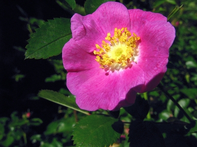 California wild rose