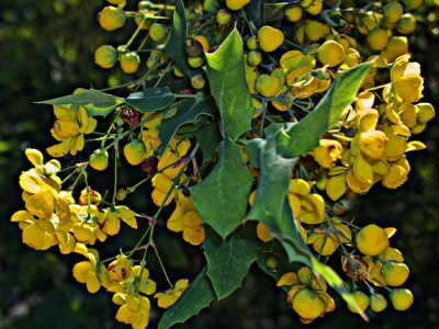 Fremont's barberry