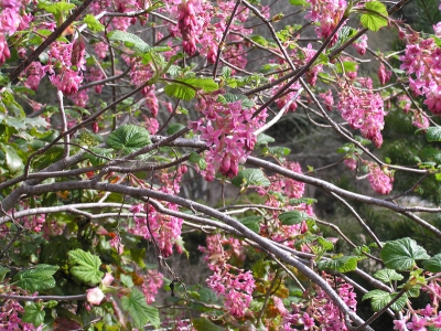 Pink flowering currant