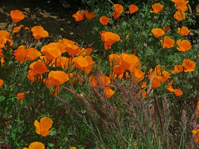 California poppies
