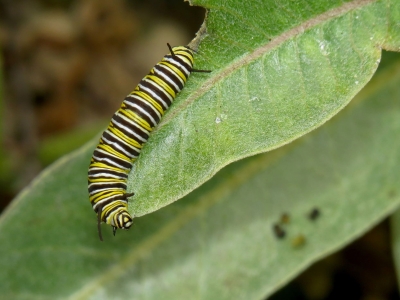 Caterpillar