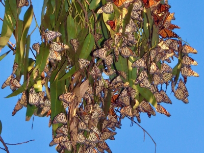 Overwintering cluster, Albany Hill *