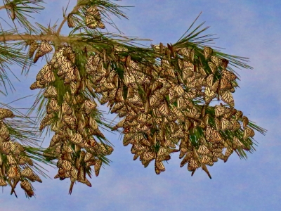 Overwintering cluster, Pacific Grove *