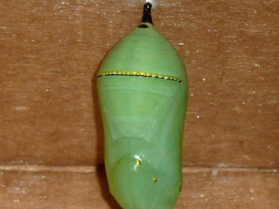 Chrysalis *