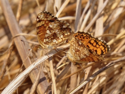 Mating pair *