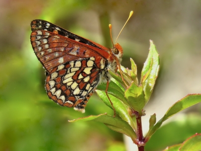 Closed, Variable Checkerspot *