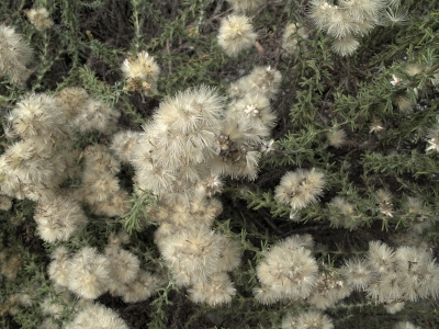 Goldenbush seed heads