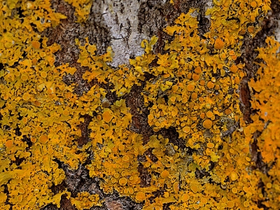 Lichens on aspen