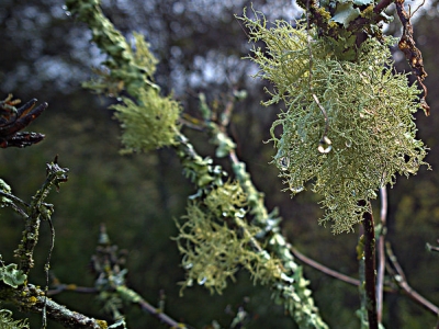 Beard lichens