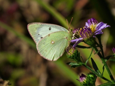 Closed, female *