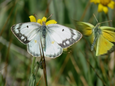 Open, female * (Photo Dave Bartholomew)