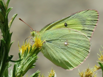 There's an egg on her wing! * (Photo Dave Bartholomew)