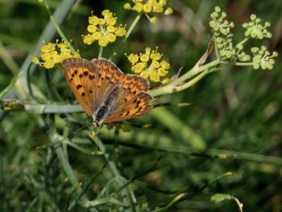 Open, female