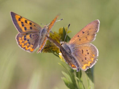 Courtship (photo John Hibbard)