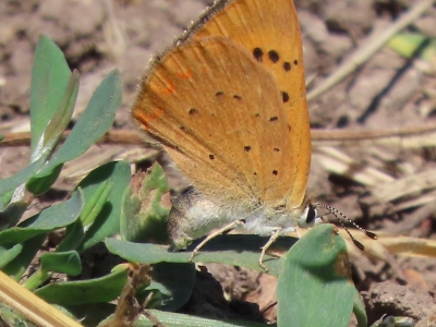 Laying eggs (photo John Hibbard) *