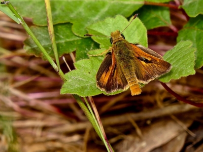 Open, top view