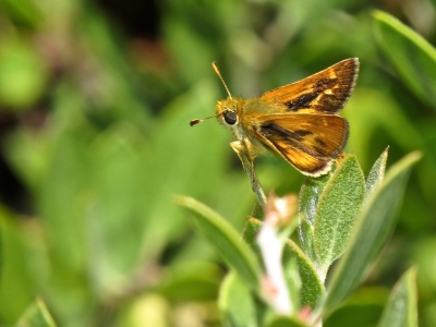 Open, side view