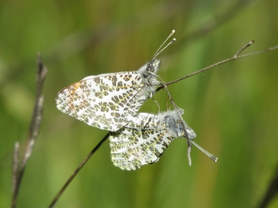 Mating pair (Photo Dave Bartholomew)