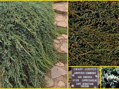 Juniperus communis var. siberica