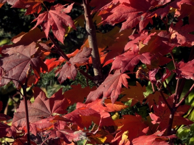 November (vine maple)