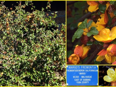 Fremontodendron californicum 'Margo'