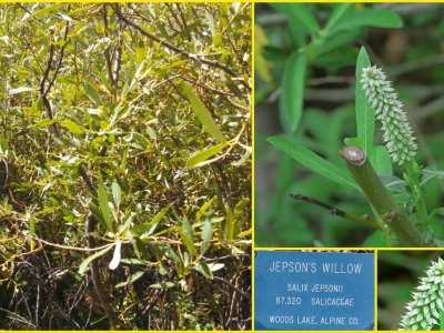 Salix jepsonii