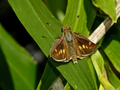 Open, side view