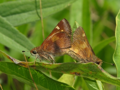 Mating pair