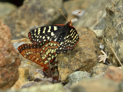 Mating pair