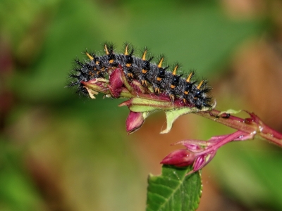 Caterpillar *