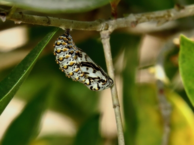 Chrysalis