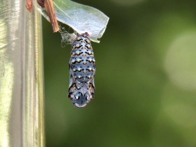 Almost mature chrysalis *