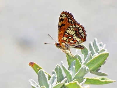 Closed, Northern Checkerspot *