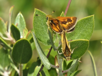 Mating pair