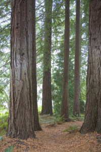 Redwoods (Sequoia sempervirens) Photo by Eleanor Briccetti