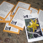 California native plant seed packets