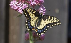 Anise Swallowtail Butterfly: one of the 43 species spotted in and around Berkeley during the annual Butterfly Count. Photo Elaine Miller Bond