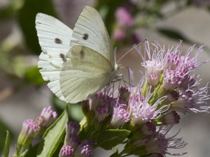 The cabbage white butterfly is an introduced species from Europe. Females, like this one, have two small spots on their forewings. Males have just one. Photo Elaine Miller Bond