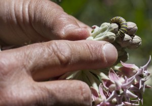 Monarch caterpillar on its host plant, milkweed. Photo: Elaine Miller Bond