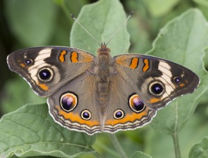 Buckeye butterfly Photo: Elaine Miller Bond