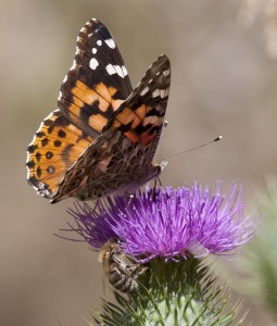 Painted lady butterfly Photo: Elaine Miller Bond
