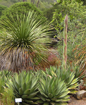 Agave_shawii | Friends of the Regional Parks Botanic Garden