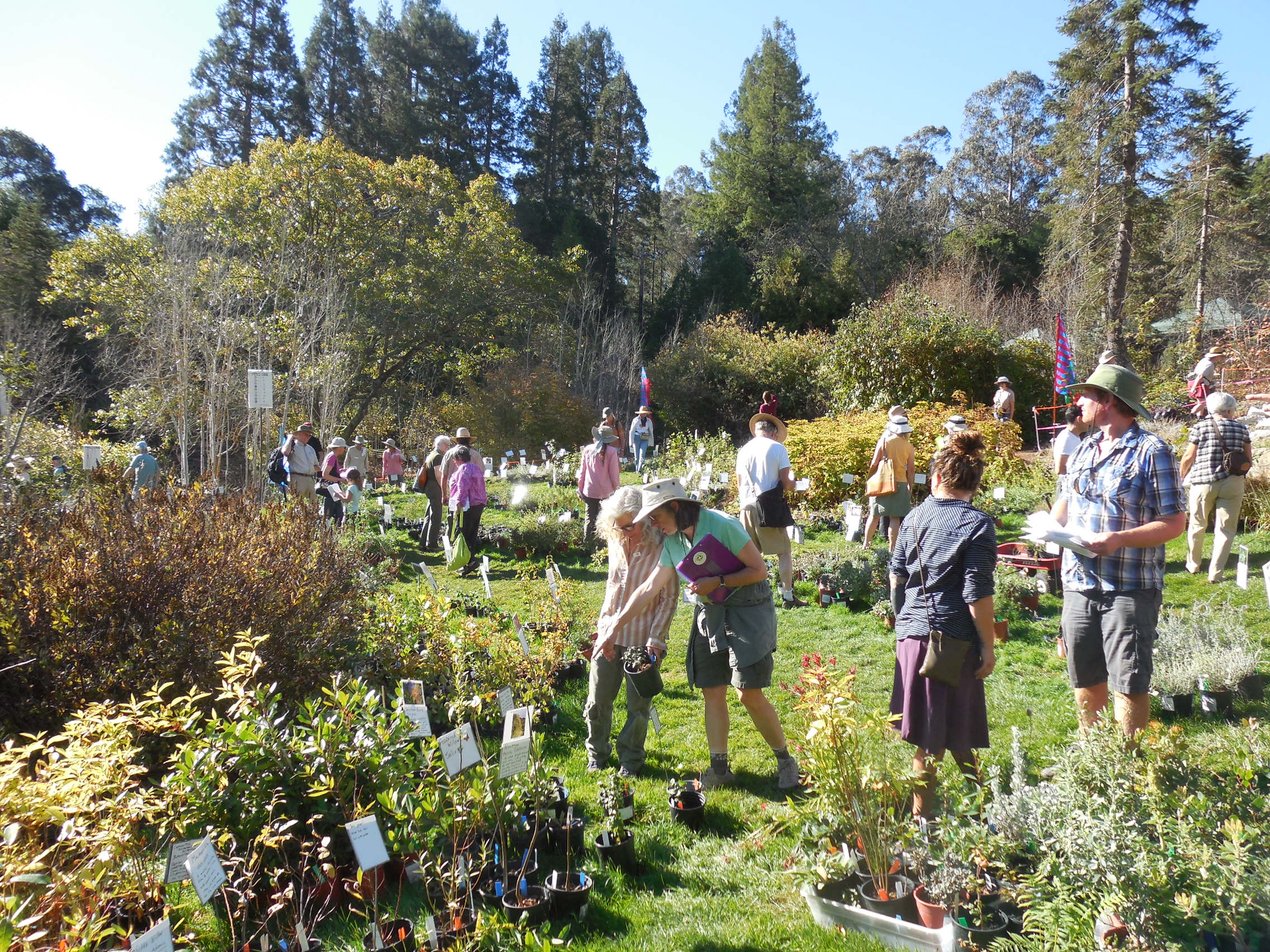 Plant Sales Seeds Friends Of The Regional Parks Botanic Garden